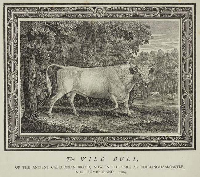 The Wild Bull