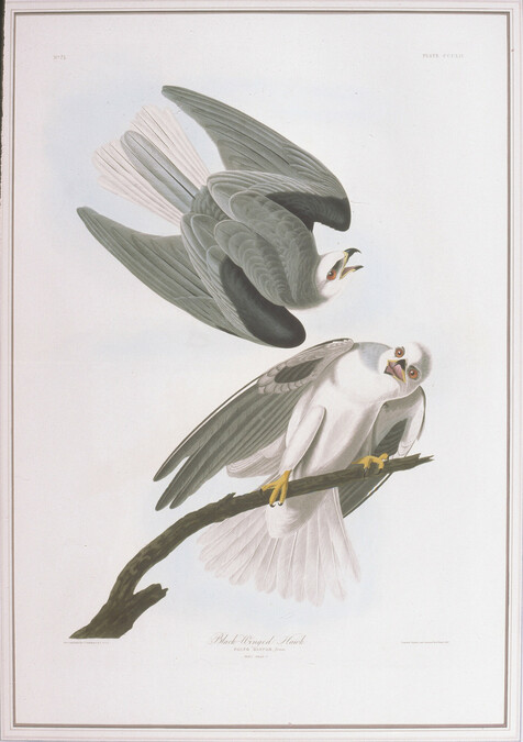 Black-Winged Hawk (Plate CCCLII from The Birds of America)