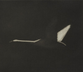 Untitled (Flying Swan)