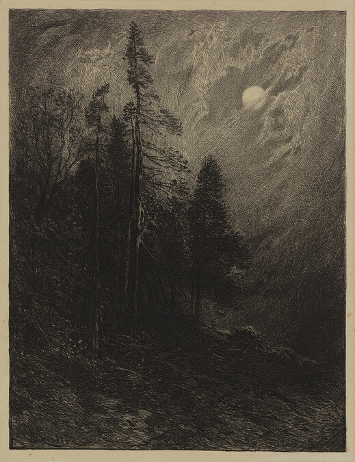 Cedars by Moonlight