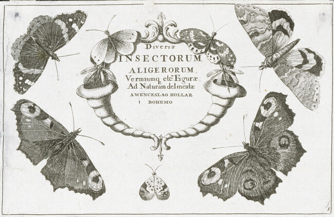Plate 1 of 8 from Diversae Insectorum Aligerorum