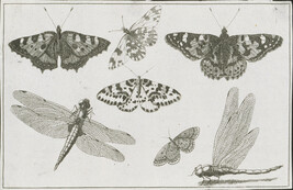 Plate 2 of 8 from Diversae Insectorum Aligerorum