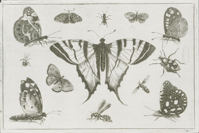 Plate 3 of 8 from Diversae Insectorum Aligerorum