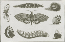 Plate 4 of 8 from Diversae Insectorum Aligerorum