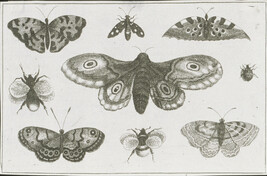 Plate 5 of 8 from Diversae Insectorum Aligerorum