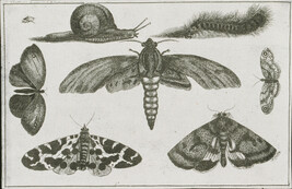 Plate 6 of 8 from Diversae Insectorum Aligerorum