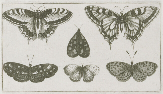 Plate 7 of 8 from Diversae Insectorum Aligerorum