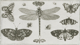 Plate 8 of 8 from Diversae Insectorum Aligerorum