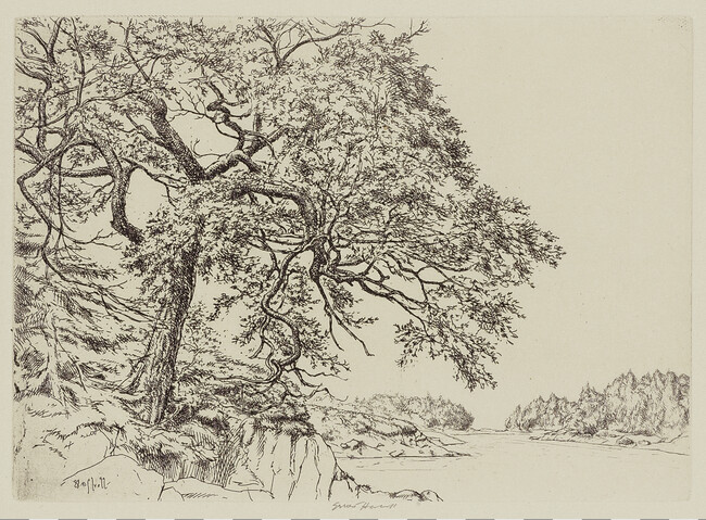 Marin's Oak