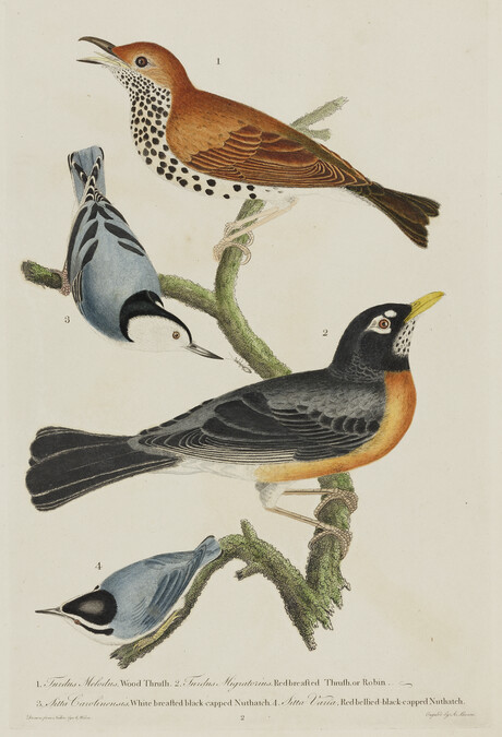 1. Wood Thrush. 2. Red-Breasted Thrush or Robin. 3. White-Breasted Black-Capped Nuthatch. 4. Red-Belled Black-Capped Nuthatch, from the book American Ornithology