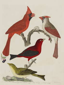 Cardinal Grosbeak and Red Tanager, from the book American Ornithology