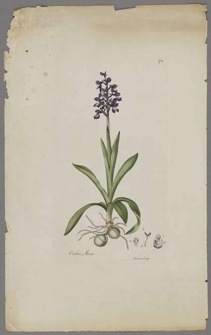 Orchis morio (Meadow Orchis)