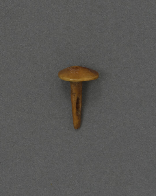Ivory Fastener (possibly)