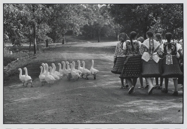 Alternate image #2 of Geese/ Hungary, 1964; from the portfolio Photographs: Elliott Erwitt