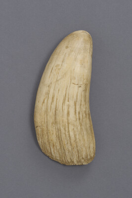 Walrus or whale tooth