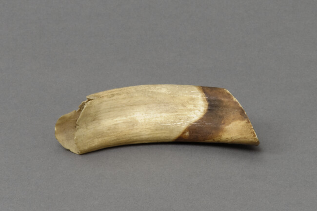 Walrus Tooth