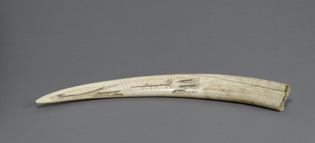 Alternate image #1 of Scrimshaw Walrus Tusk (Man Pulling a Kayak on a Sled and Walruses)