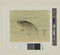 Alternate image #1 of Fish with Signature and Seal
