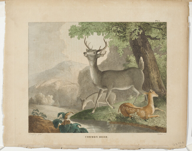 Alternate image #2 of Common Deer, Plate 1, from Doughty's Cabinet of Natural History