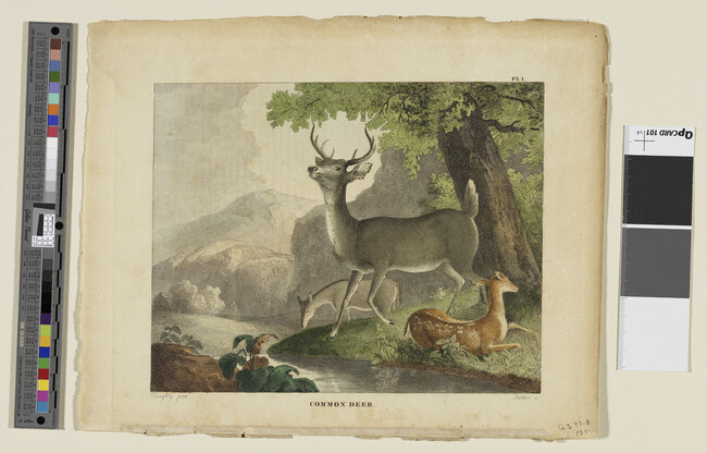 Alternate image #1 of Common Deer, Plate 1, from Doughty's Cabinet of Natural History