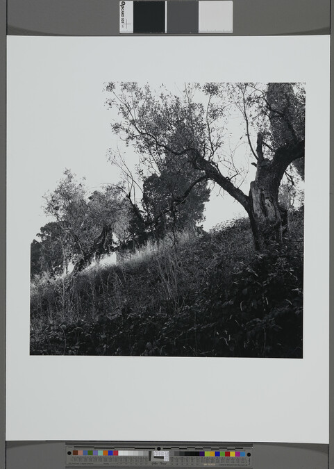 Alternate image #2 of Tuscany (85 IU-9), Feste di Foglia (Celebration of Leaves) Series