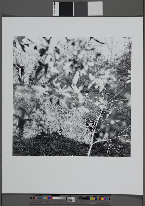 Alternate image #2 of Tuscany (85 NN-15), Feste di Foglia (Celebration of Leaves) Series