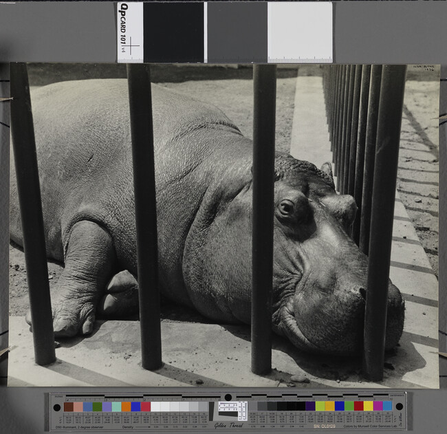 Alternate image #1 of Hippopotamus, Central Park Zoo, New York City