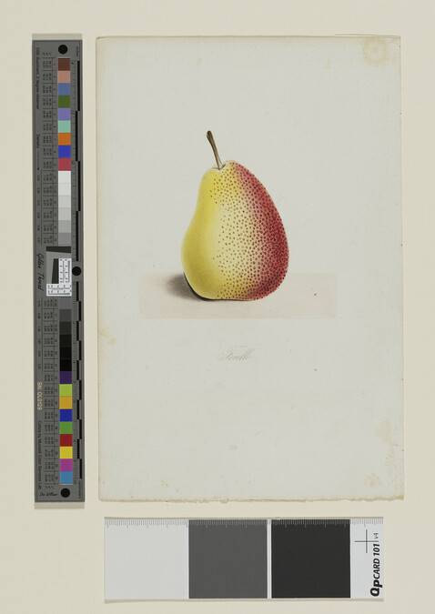 Alternate image #1 of Forelle Pear