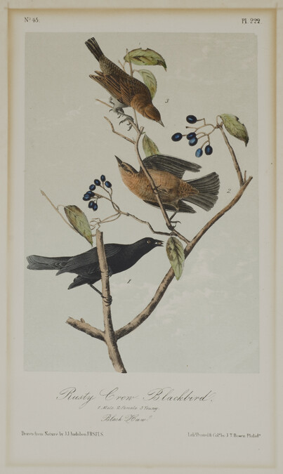 Alternate image #1 of Rusty Crow-Blackbird (Plate 222 from the first octavo edition of 
