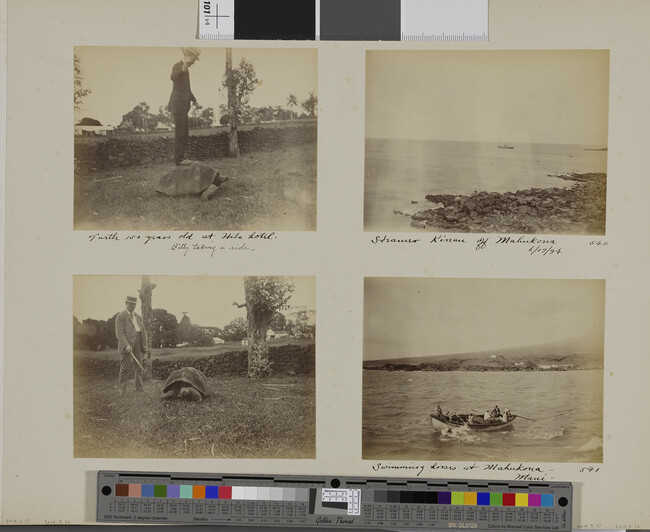 Alternate image #1 of Man riding a tortoise. Hilo, Hawaii (island), Hawaii, from a Travel Photograph Album (Views of Hawaii and Japan)