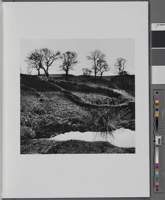 Alternate image #1 of Winter trees, Powerscourt Demense, Wicklow, 1966, from the book W. B. Yeats, Under the Influence