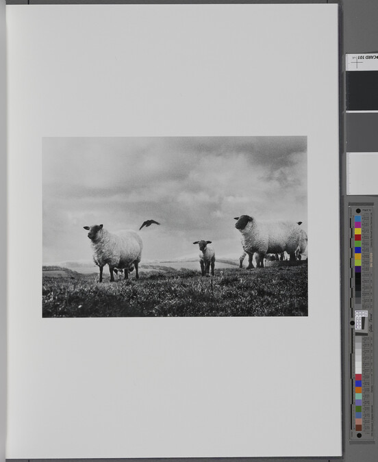 Alternate image #1 of Sheep and Crow, Sligo, 1965, from the book W. B. Yeats, Under the Influence