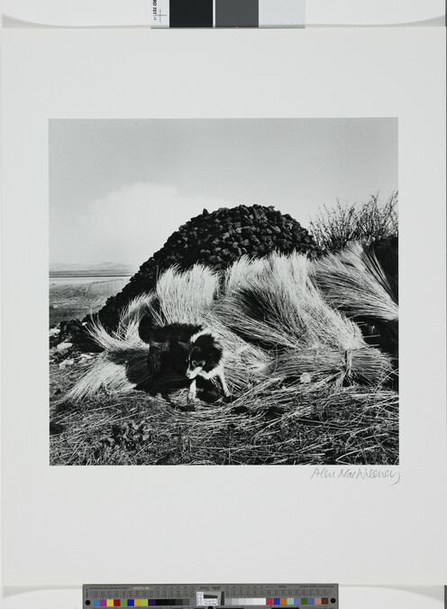 Alternate image #2 of Sheepdog and Turf, Bloody Forland, Donegal, 1965, number 2 of 14, from the portfolio, Under the Influence