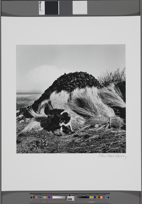 Alternate image #1 of Sheepdog and Turf, Bloody Forland, Donegal, 1965, number 2 of 14, from the portfolio, Under the Influence