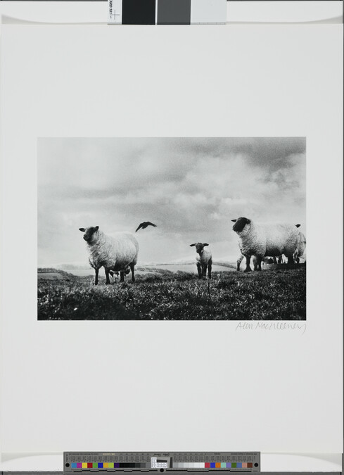 Alternate image #1 of Sheep and Crow, Sligo, 1965, number 5 of 14, from the portfolio, Under the Influence