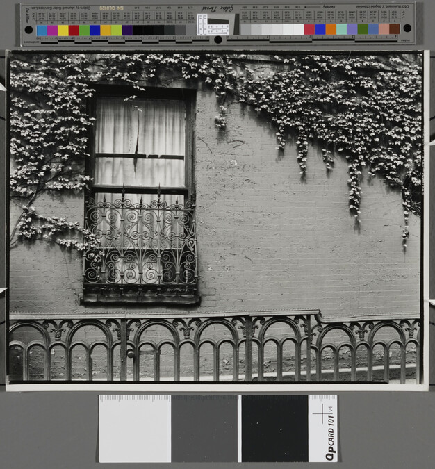 Alternate image #1 of Window and Ivy, New York