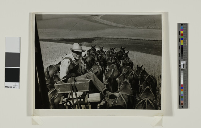 Alternate image #1 of Mule Skinner and his 20-Mule Team. Wheat Combine in Walla Walla County, WA