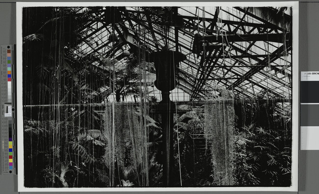 Alternate image #1 of Lincoln Park Conservatory, Chicago, IL, from the Warm Room series