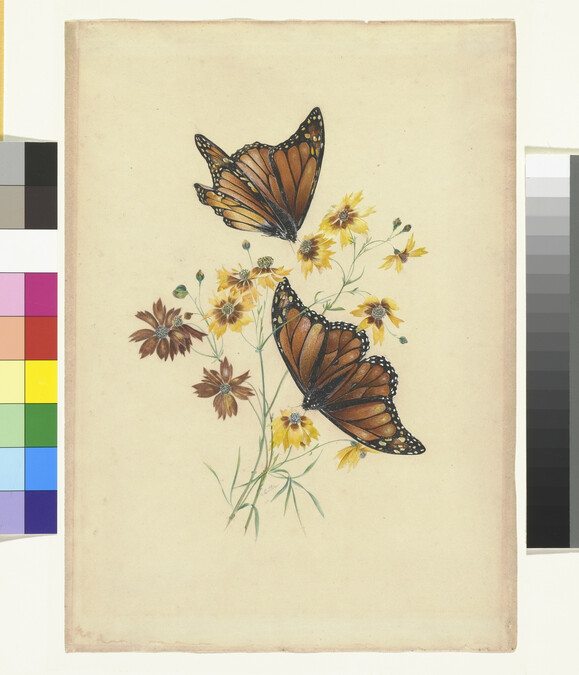 Alternate image #1 of Butterflies and Flowers