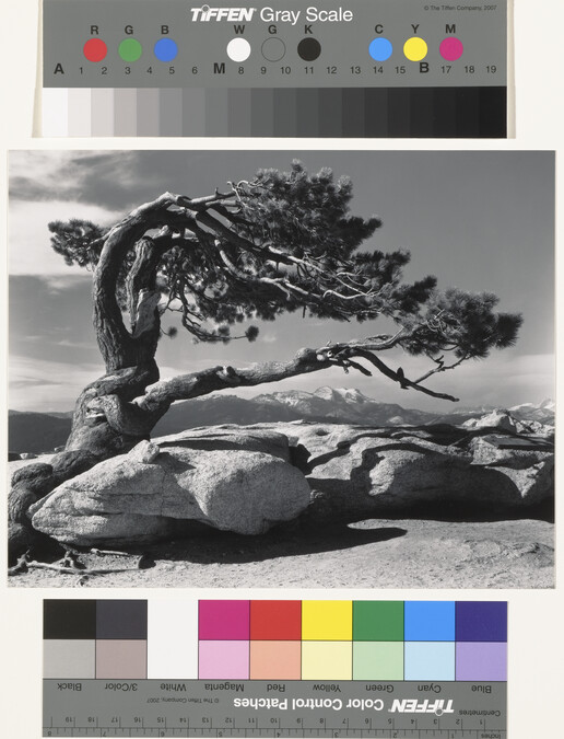 Alternate image #1 of Jeffrey Pine, Sentinel Dome, Yosemite National Park, California