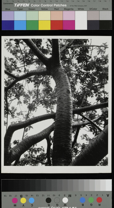 Alternate image #1 of Tree trunk and branches