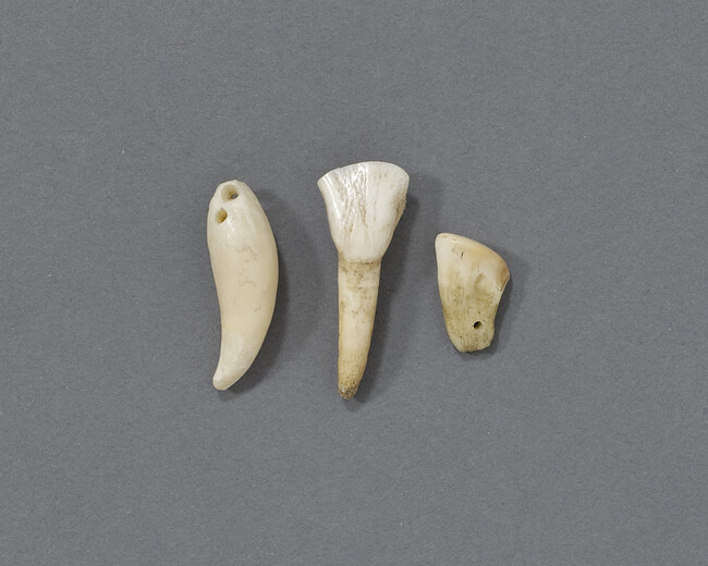 Three Seal Teeth with Drilled Holes