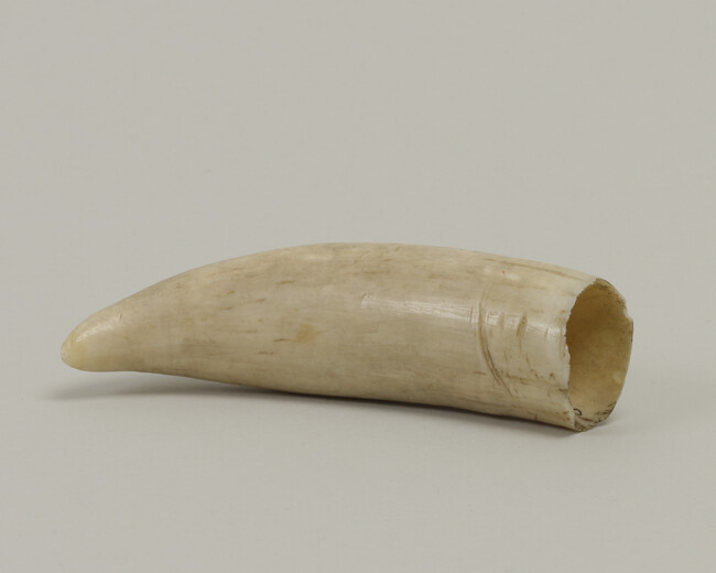 Alternate image #1 of Tooth (possibly a Whale's Tooth)