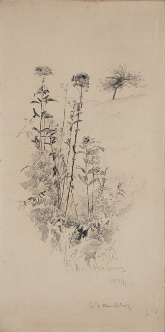Alternate image #2 of Pride of the Meadow (Flower Studies, New Jersey)