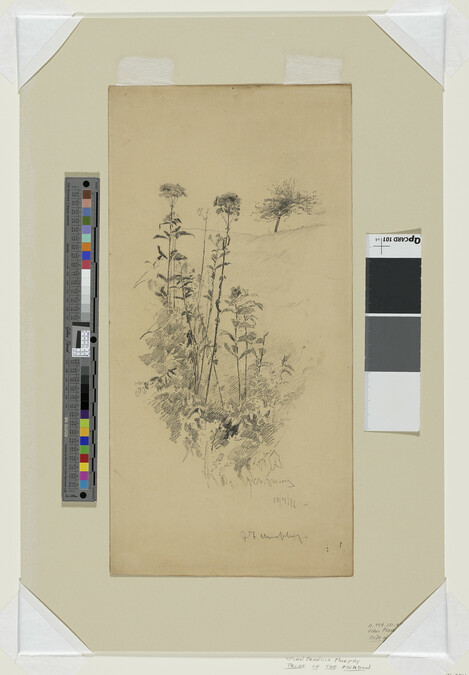 Alternate image #1 of Pride of the Meadow (Flower Studies, New Jersey)