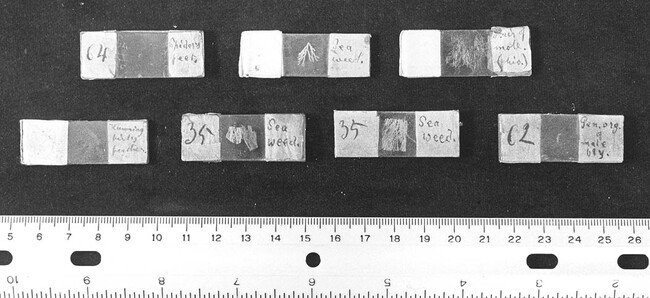 Seven Homemade Microscope Slides