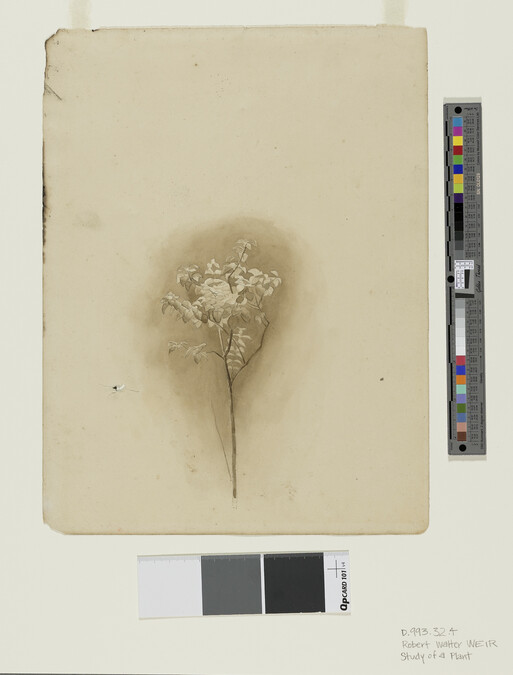 Alternate image #1 of Study of a Plant (obverse); Study of a Windmill (reverse)