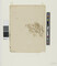Alternate image #1 of Study of Leaves (obverse); Tree Branch and Leaves (reverse)