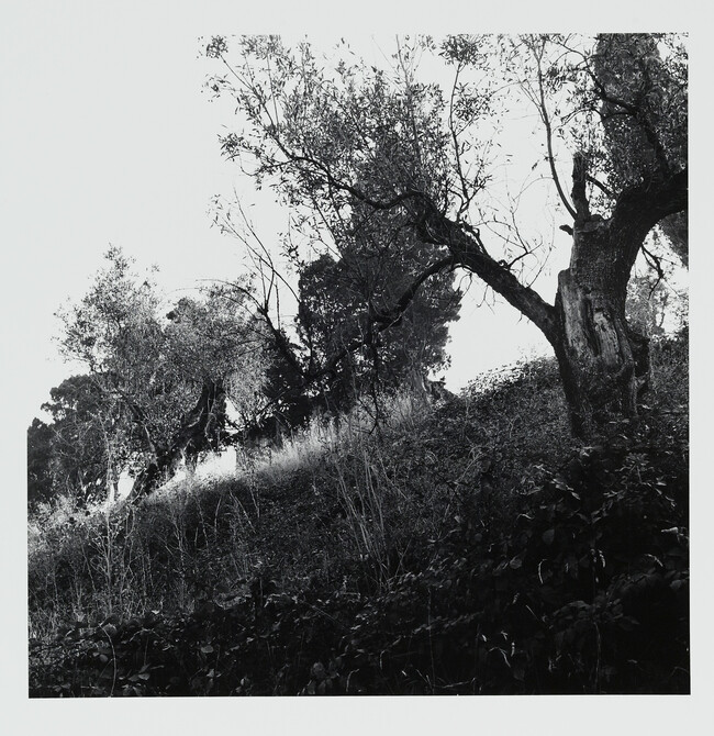 Alternate image #1 of Tuscany (85 IU-9), Feste di Foglia (Celebration of Leaves) Series