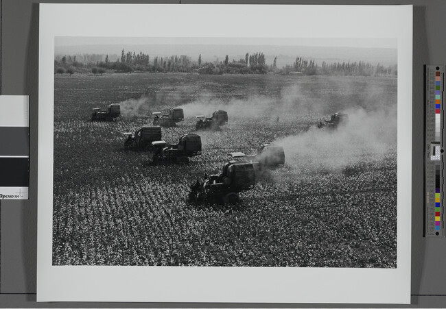 Alternate image #1 of Harvest Time, Kholkoz Collective Farm, Ferganskaya Valley, Uzbekistan